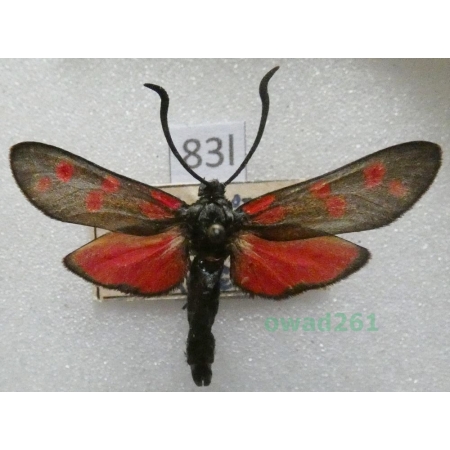 Zygaena filipendulae (Linnaeus, 1758) Czech83l